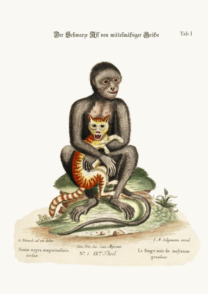 中型の黒猿、1749-73 | アートプリント